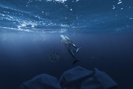 人与海豚玩耍水污染设计图片