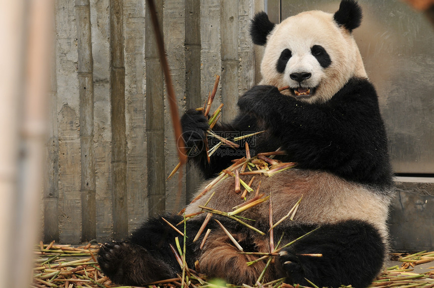 成都大熊猫繁殖基地