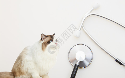 弓背猫咪素材宠物医生设计图片