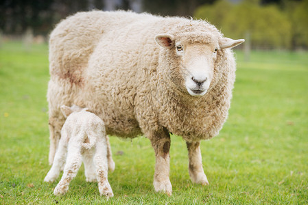 新西兰绵羊背景