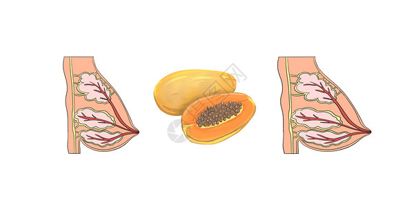 丰胸美容木瓜矢量高清图片