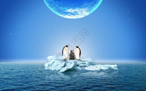 很专心的企鹅保护动物设计图片