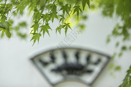 马桶元素中国风的枫叶背景