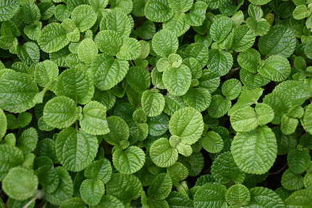 绿色薄荷植物背景高清图片