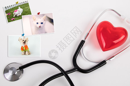 猫创意宠物医疗设计图片