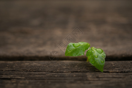 概念小草奋斗强大高清图片