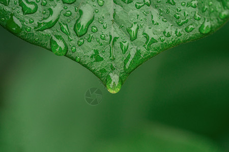 植被绿叶落雨滴微距高清图片