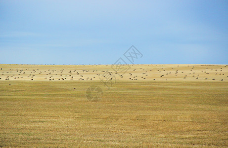 内蒙古呼伦贝尔草原秋季高清图片素材