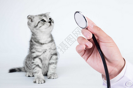 灰色猫咪宠物医生设计图片