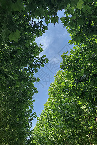 蓝天白云绿叶初夏的天空背景