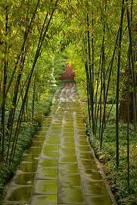 成都锦江风光成都锦江河畔望江楼公园背景