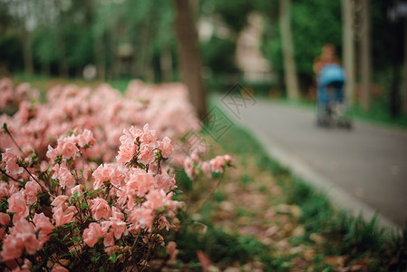 路边漂亮的花丛图片