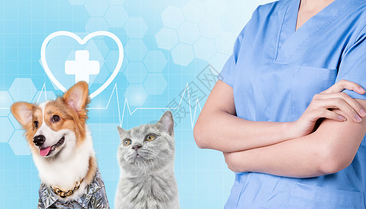 宠物猫猫宠物医生设计图片