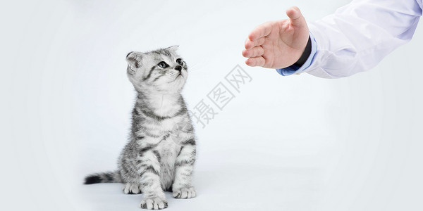 灰色猫咪宠物医疗设计图片
