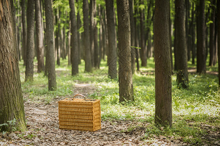 树林里的野餐篮背景图片