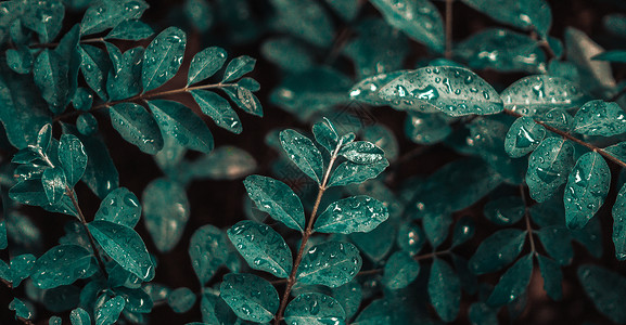 雨里的植物忧愁入梅高清图片