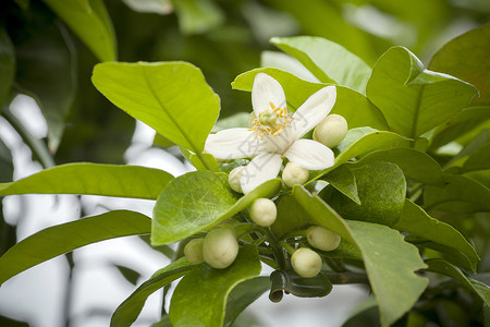 柚子树开花水果白花树高清图片