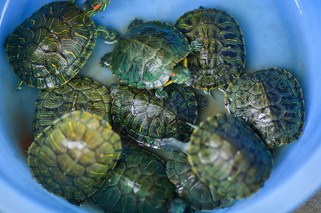 宠物乌龟龟壳龟类高清图片