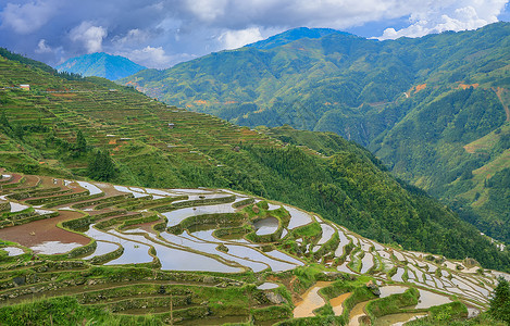 山地玫瑰加榜梯田背景