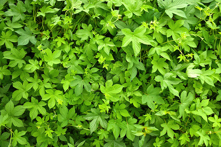 绿色植物背景素材图片