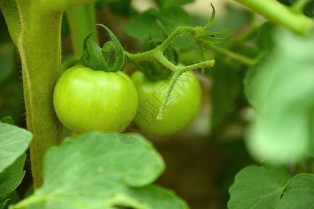 果蔬菜绿色菜园果蔬西红柿背景