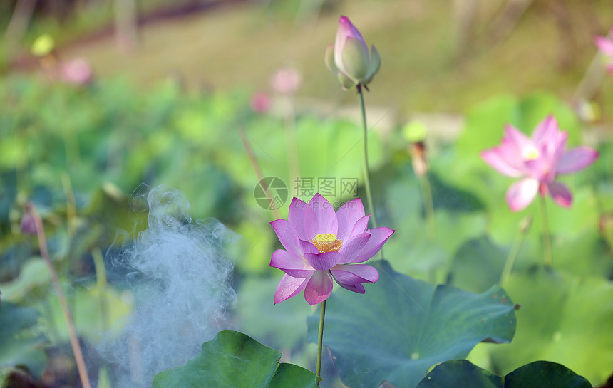 荷花图片