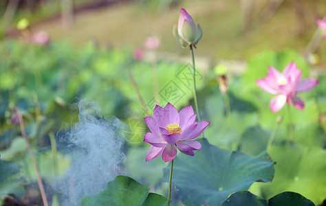 丰渚园荷花背景