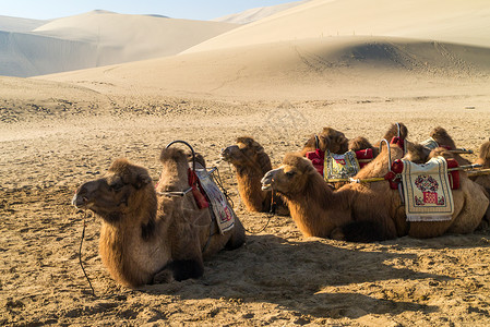 月牙泉骆驼背景图片