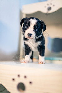 边境牧羊犬小狗边牧狗高清图片