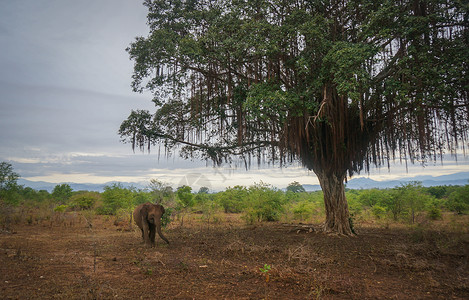 斯里兰卡safari高清图片