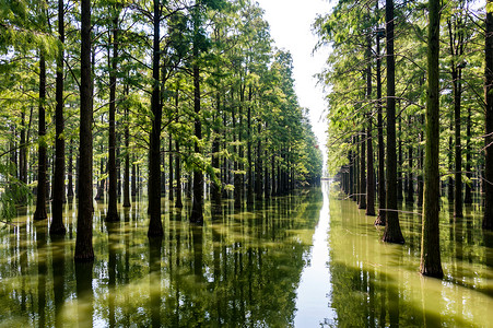 涨薪武汉新洲涨渡湖水杉背景