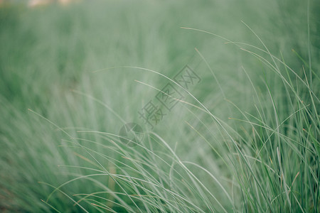 舌侧植物叶子特写背景