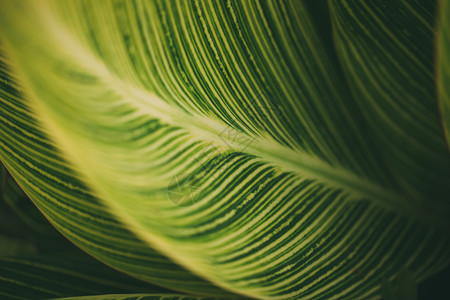 热带植物树叶植物叶子特写背景