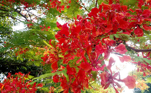 凤凰花绿树红花高清图片