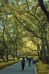 公园郁郁葱葱的步道背景图片