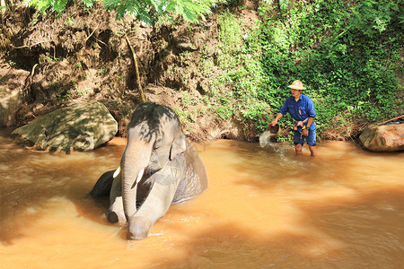 泰国清迈大象洗澡高清图片