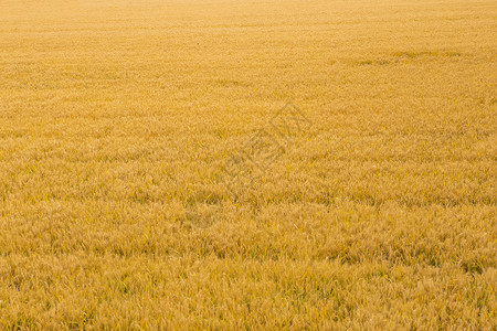 拿着麦穗农民芒种时节金灿灿麦田背景