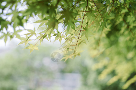 夏日清新的树叶图片