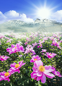 雪山下的花情感高清图片素材