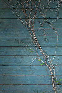 ps藤蔓素材蓝色木板背景背景