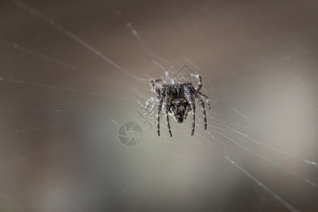 织网狩猎的蜘蛛背景图片