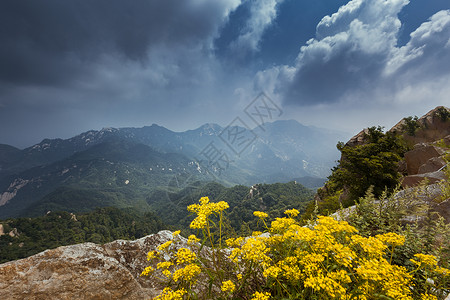 巴松错的小野花高山花朵背景