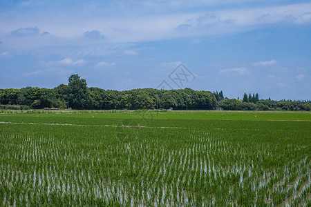 稻田插秧乡村背景素材高清图片