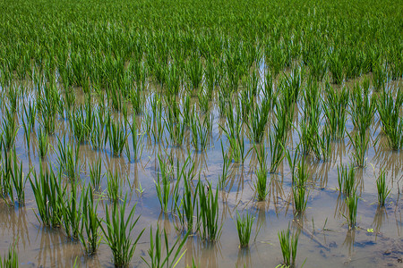 播种水稻稻田插秧背景