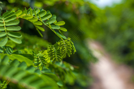 植物叶子背景素材背景图片