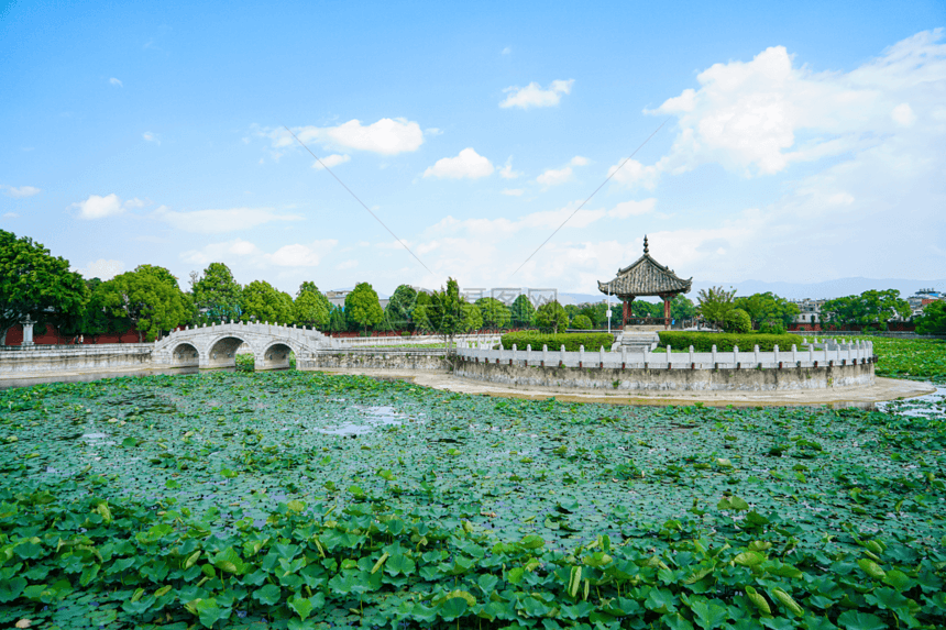 夏天荷花池图片