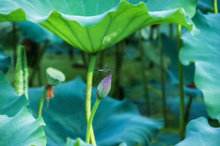 简单元素素材莲蓬蜻蜓背景背景