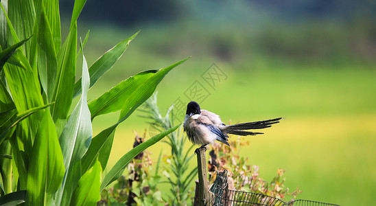 灰喜鹊玉米采摘器高清图片