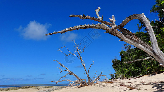 加勒比海海滩枯树高清图片
