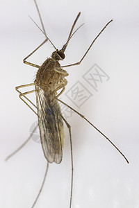 昆虫的特写蚊子背景图片